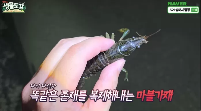 무성생식으로 무서운 번식력을 자랑하는 마블가재 / 유튜브 TV생물도감