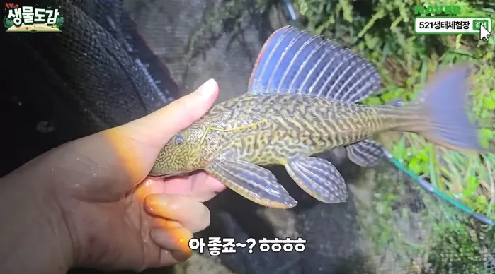 죽당천에서 잡힌 비파 / 유튜브 TV생물도감