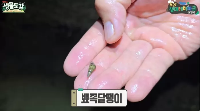 죽당천에서 잡힌 뾰족달팽이 / 유튜브 TV생물도감