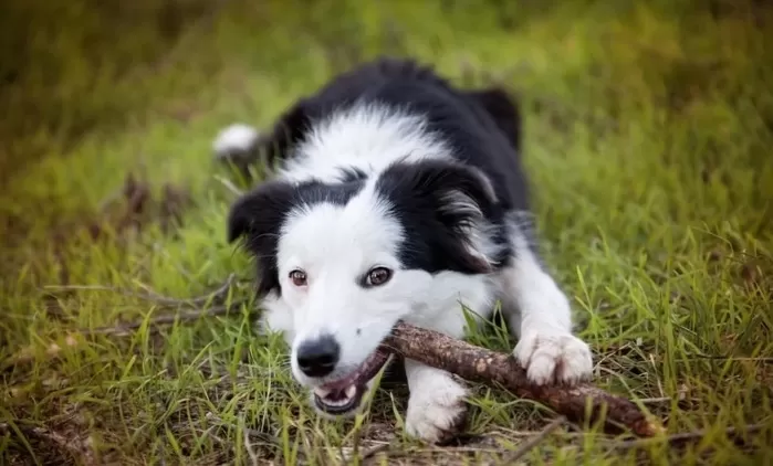 밥 안먹고 장난감에만 집착하는 반려견... “인간의 ‘이것’과 같아 위험”