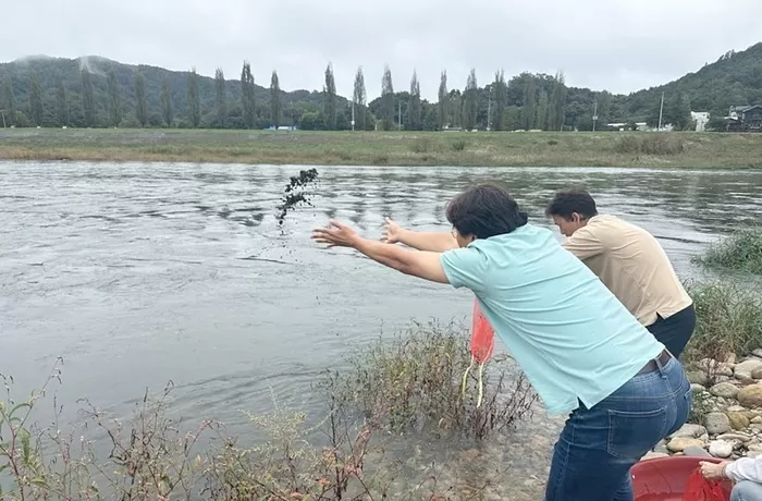 오염된 하천 살리는 ‘작은 생명’... 금산군, OOO 10만 마리 방류