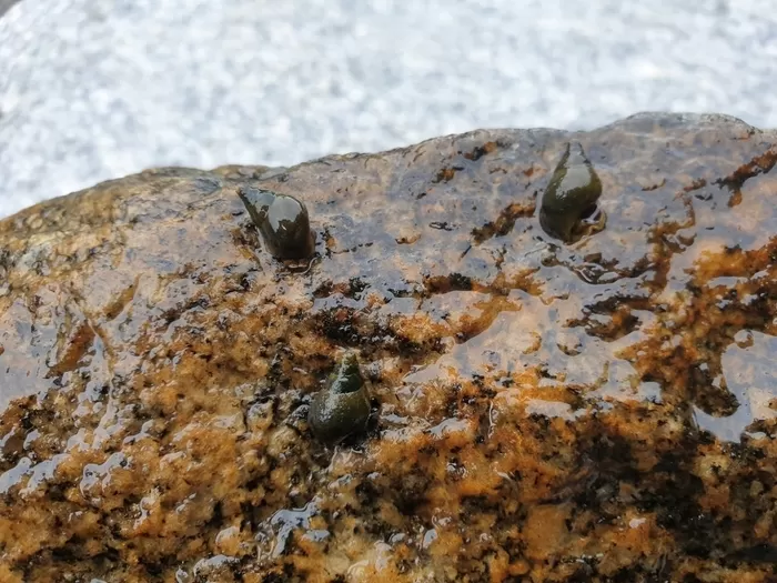 다슬기 / 국립생물자연관