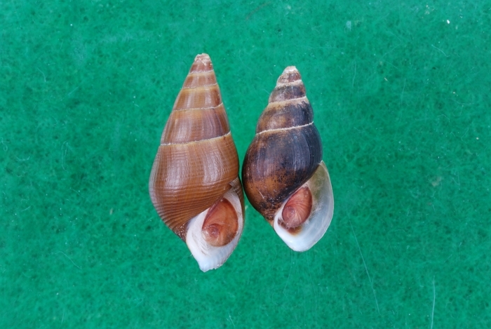 다슬기 / 국립생물자연관