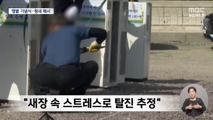 ‘천연기념물’ 황새 방사 행사에서 황사 폐사... “높은 분들 기다리느라 땡볕에”