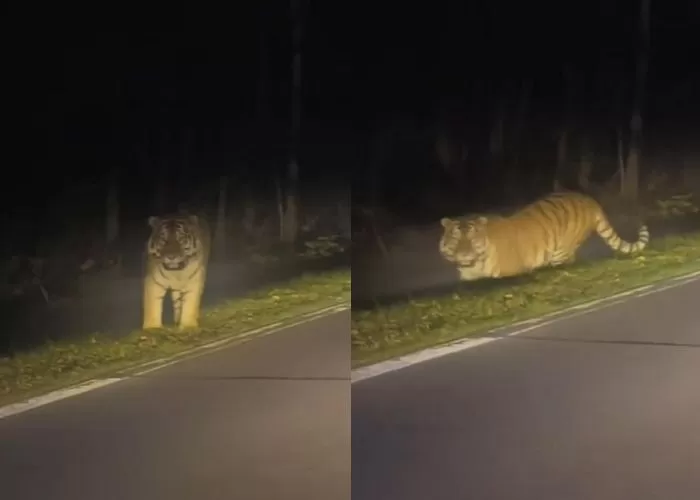 중국 지린성서 한밤 중 떨리는 백두산 호랑이 목격담... “매우 크고 건장”