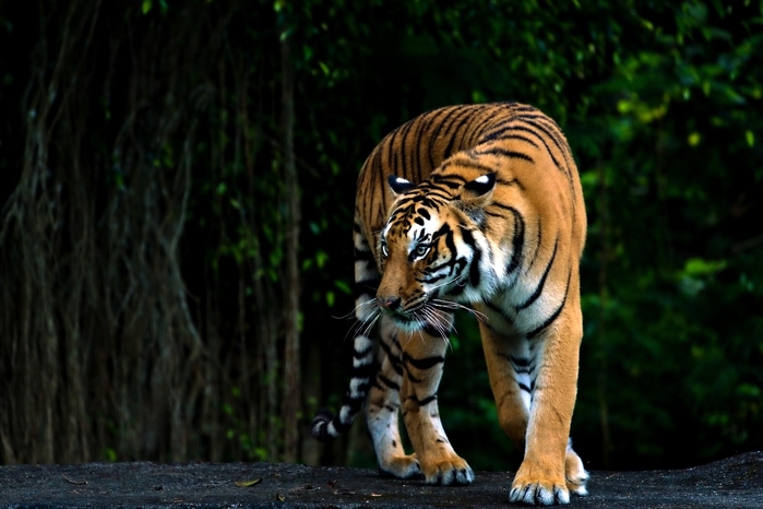 bengal-tiger-8013012_1280.jpg