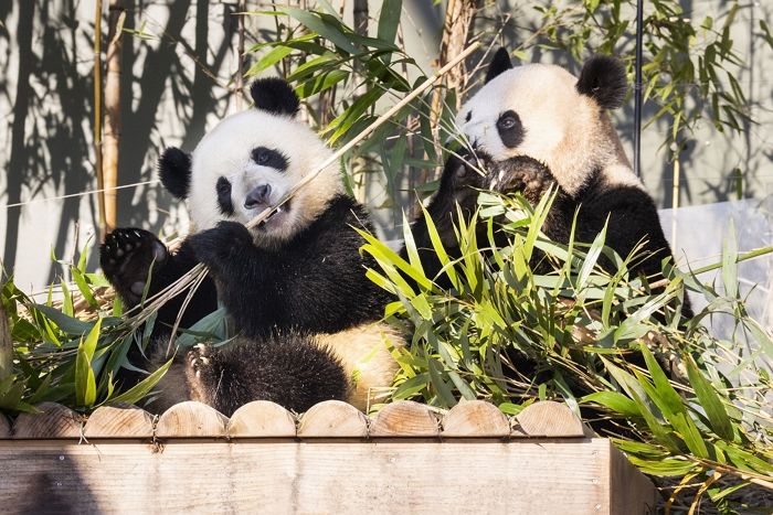 에버랜드 쌍둥이 판다 루이바오·후이바오 세컨하우스, 가장 먼저 보는 방법... 트립닷컴, 큐패스 독점 판매