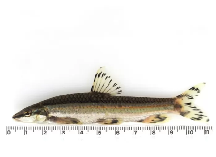 쉬리. [국립중앙과학관 제공]