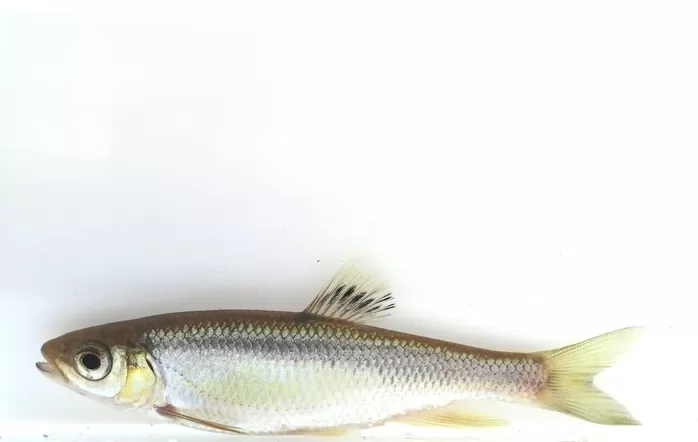 참갈겨니. [서울시설공단]