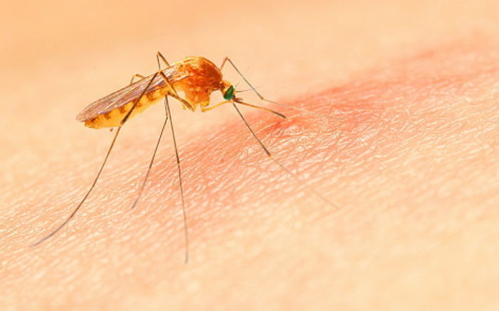 ‘얼음의 나라’ 아이슬란드에서 사상 최초 ‘모기’ 발견됐다