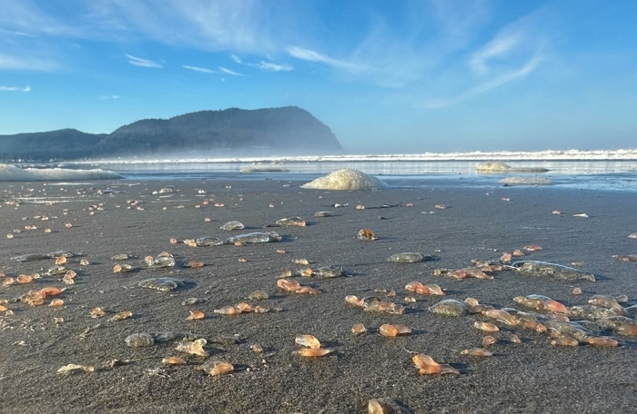 Heavy seas and low tides have uprooted thousands of skin breathing sea cucumbers leaving them hi.jpg