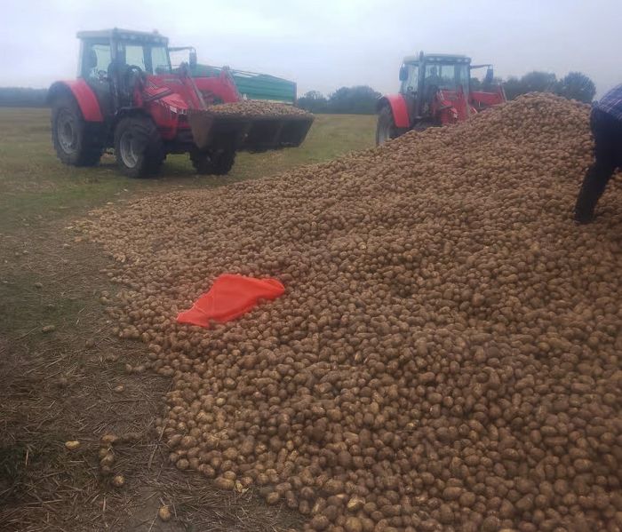 “공짜로 가져가라” 감자 ‘150톤’, 하루 만에 도둑맞은 농부... 무슨 일인가 보니