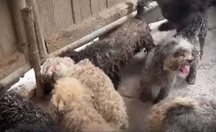 강아지 성병으로 불리는 브루셀라병이 퍼지고 있다. / 최재천의, 아마존 유튜브