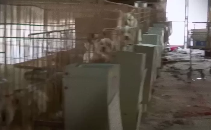 강아지 성병으로 불리는 브루셀라병이 퍼지고 있다. / 최재천의, 아마존 유튜브