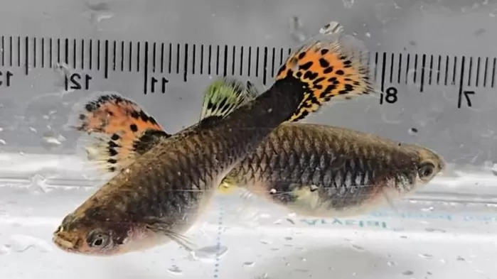 청계천에서 발견돼 눈길 끈 열대어 구피. / 유튜브 TV생물도감