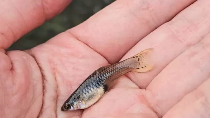 하류에서도 발견된 열대어 구피. / 유튜브 TV생물도감
