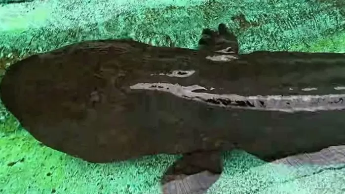 TV생물도감이 소개한 다소 충격적인 비주얼의 괴물 생명체. / 유튜브 TV생물도감