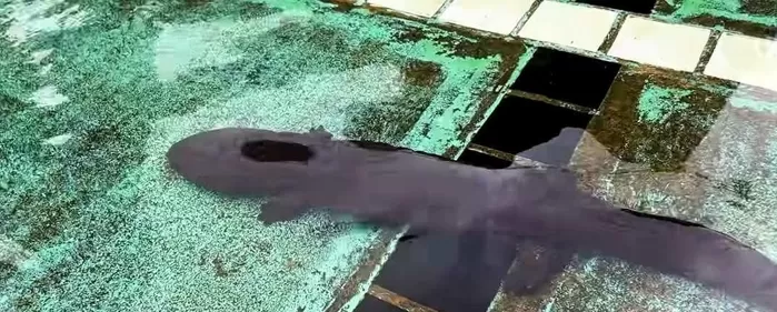 장수도롱뇽 모습. / 유튜브 TV생물도감