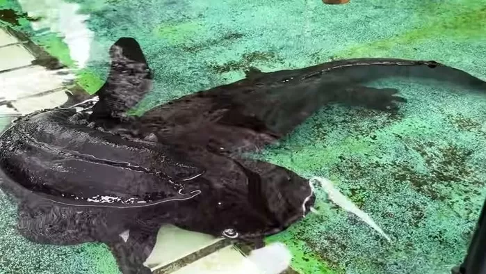 괴물 생명체로 불리는 장수도롱뇽. / 유튜브 TV생물도감