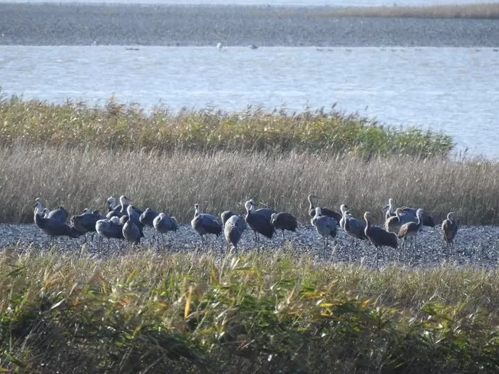 전 세계 절반 개체수 찾는 순천만, 멸종위기 ‘천연기념물’ 73마리 무리 관찰돼