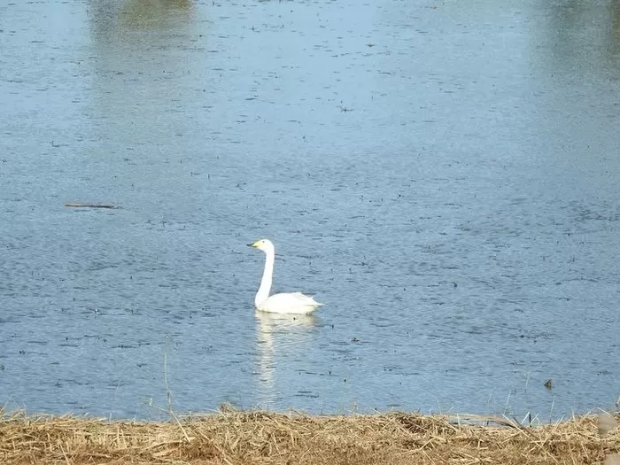 [순천=뉴시스] 순천만 인근 복원 습지에서 관찰된 큰고니. (사진=순천시 제공) 2025.10.23. photo@newsis.com *재판매 및 DB 금지