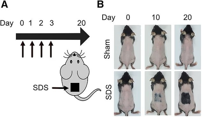 “20일 만에 모발 재생” 쥐 실험서 놀라운 결과... 바르는 탈모 치료제 나오나