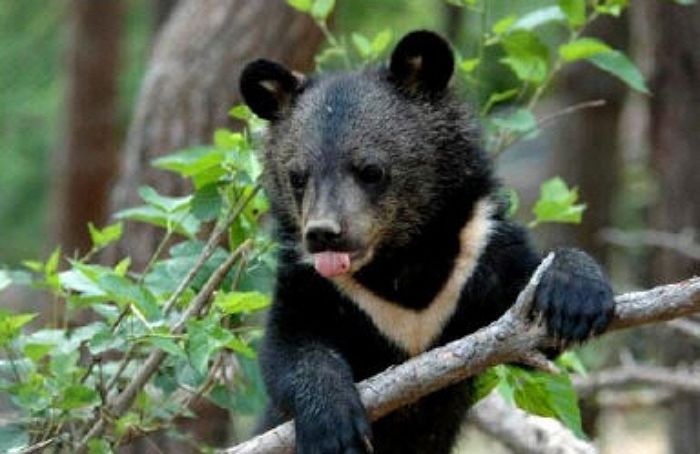 지리산 반달가슴곰 93마리로 급증... “포화상태로 통제 범위 넘어섰다”