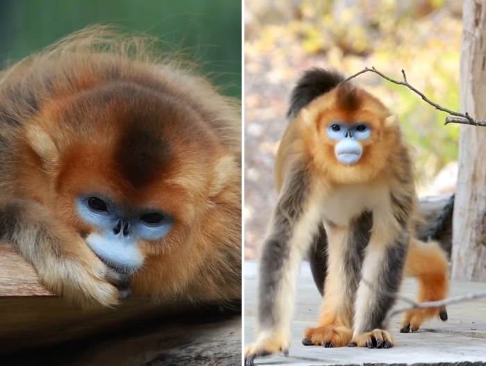 판다 다음은 원숭이?... 중국, ‘멸종위기종 원숭이’로 외교 시작