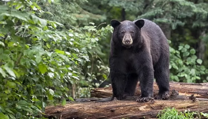 연락 두절 친척 시신에 ‘곰 공격’ 흔적... 일본 곰 피해 사망자 11명으로 증가