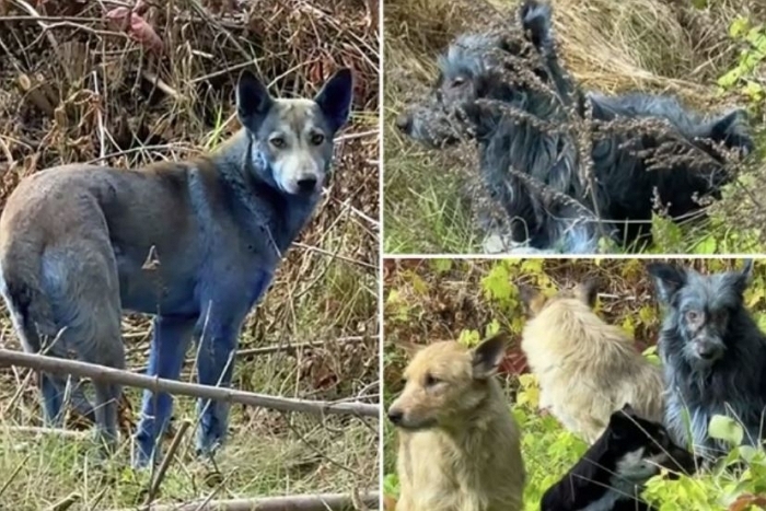 체르노빌 원전 인근 유기견들, 털이 파랗게 변해... 설마 방사능 때문?