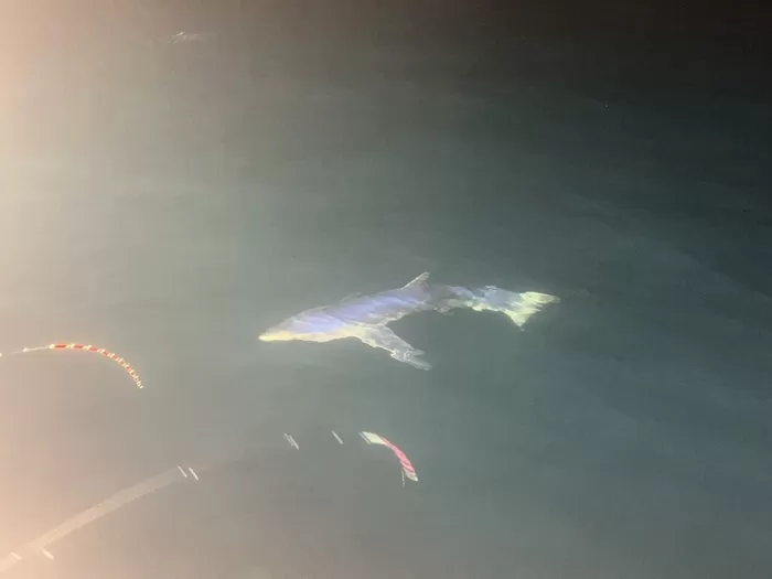 남해 밤낚시 중 포착된 거대 백상아리... 어선 주변 30분간 배회해