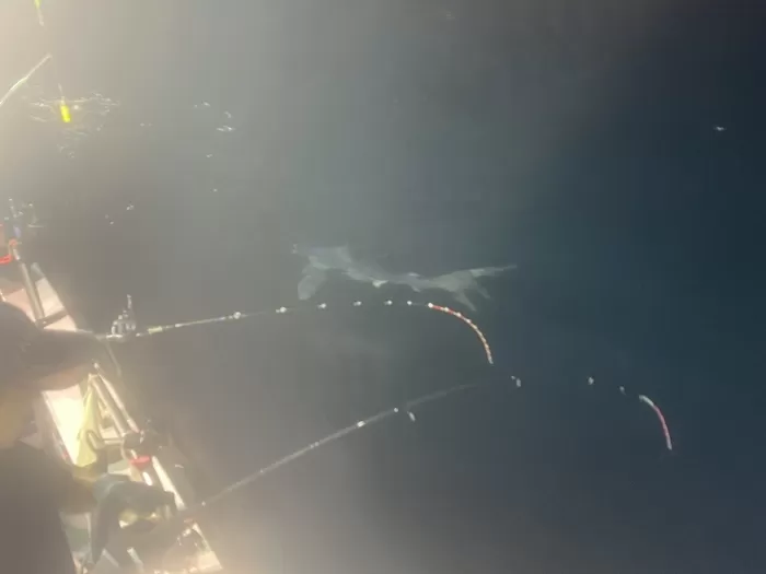 갈치낚시왔는데 백상아리 나타남.