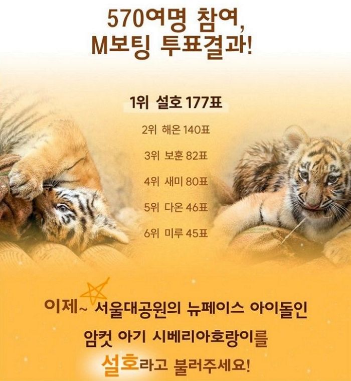 3년 만의 기적… 서울대공원 아기 호랑이 ‘설호’, 11월 공개 예정