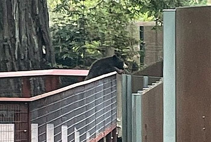 동물원 침입한 ‘야생 곰’이 향한 곳... “친구들 모습에 안타까움 느꼈나”