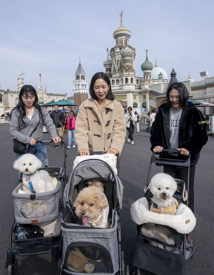 “가을을 함께하개”... 에버랜드 하늘정원서 댕댕이와 견생사진 찍고 단풍 구경까지