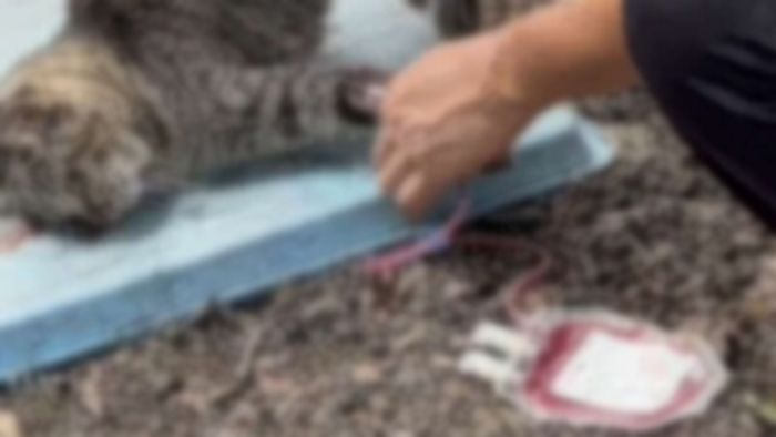 유기묘 돌보는 줄 알았는데... 길고양이 유인하더니 ‘혈액’ 채취해 팔아 돈 버는 중국인