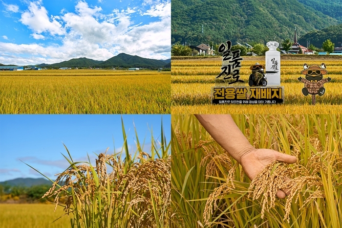 [하이트진로 사진자료] 강원도 홍천군 일품진로쌀 재배지(2).jpg