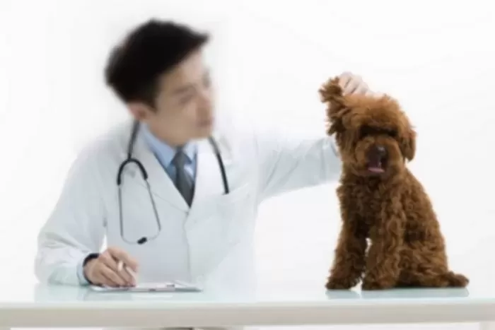 “수술비 하루 300만원 보장”... 반려동물 병원비 부담 줄었다