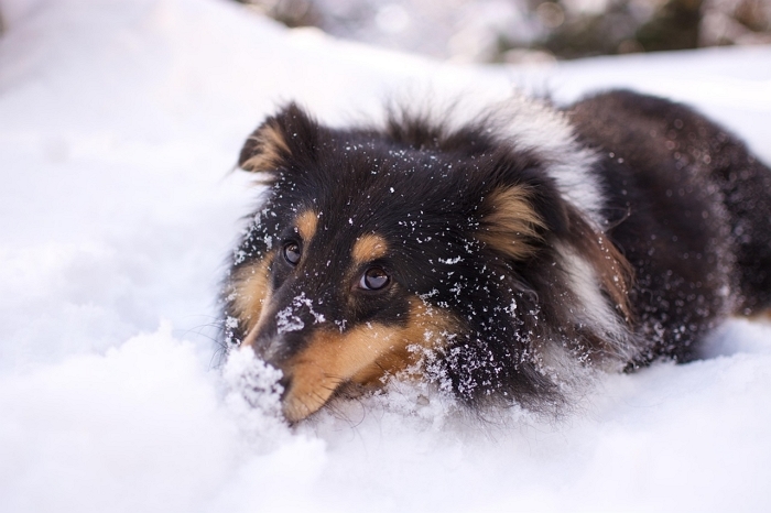 겨울철 반려견과 함께 건강 지키는 산책법과 주의사항 6가지