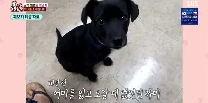 ‘TV동물농장’ 까미의 악성 골종양 투병기... 직원들과 마지막 시간 보내며 시청자들 울려