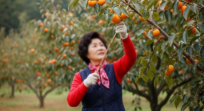 남의 집 감 몰래 따던 50대 여성, 주인에 들키자 막대기로 ‘폭행’ 후 도주