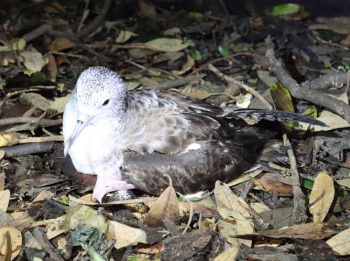 ‘멸종위기’ 슴새 2마리, 울등도 초등학교 인근서 발견... 난리 났다