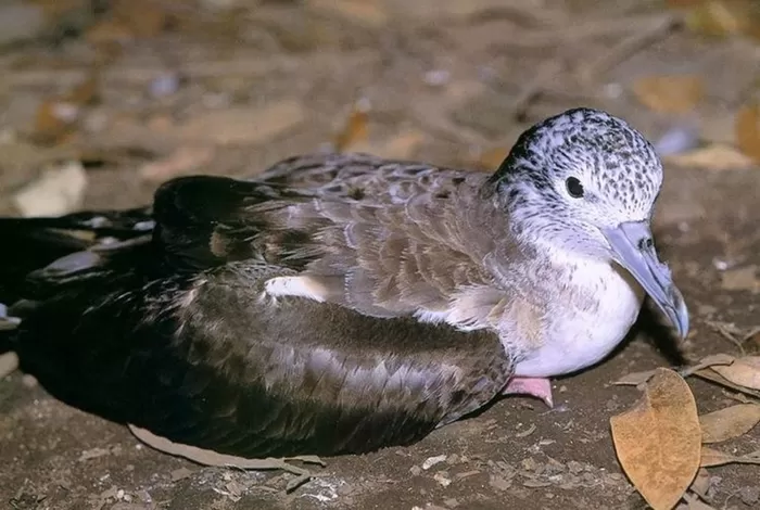 슴새 / 국가유산청 국가유산포털