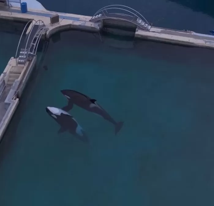 폐쇄된 동물원에 갇혀 있던 범고래 母子... ‘드론 손님’ 보자, 단독 공연 펼쳤다