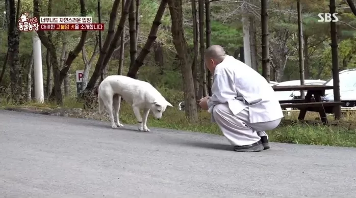 올무 걸려 절뚝이는 ‘해인사’ 고순이... 수술 성공으로 ‘새 삶’ 시작