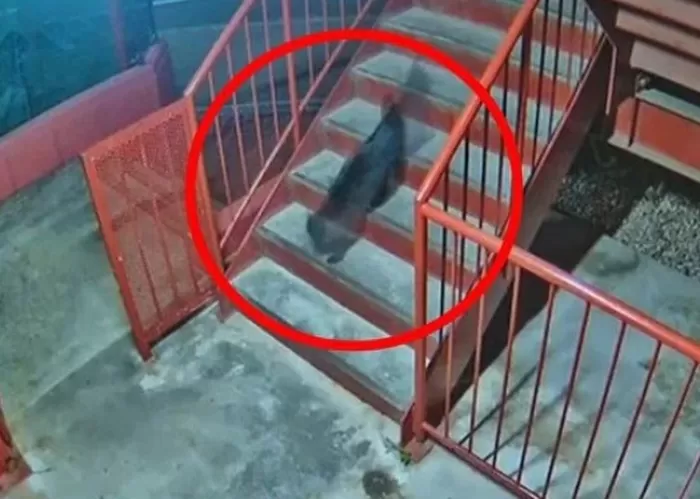 ‘곰 출몰’ 공포 휩싸인 일본... 살찐 고양이 보고 ‘오인 신고’ 급증