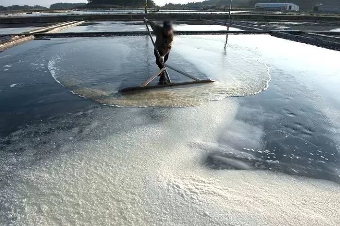 신안서 65세 지적장애인 ‘10년간’ 노동착취한 50대 염전주