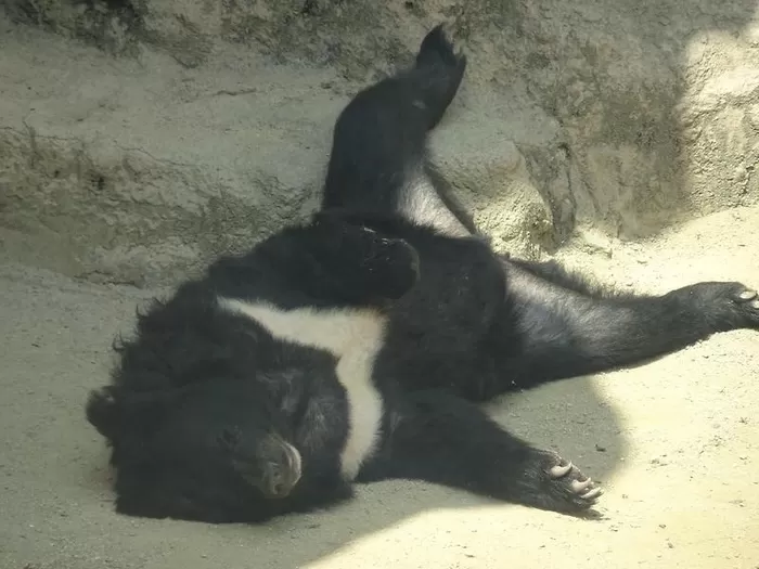 서울어린이대공원 곰, 벽에 머리를 계속 ‘쾅쾅’... 관람객 “안타깝고 충격” 민원