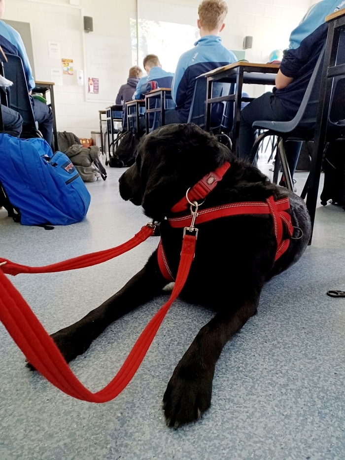 ‘5주년’ 로얄캐닌재단 “반려동물은 사람의 건강·회복 돕는 동반자”... 19개국서 선한 영향력 확산