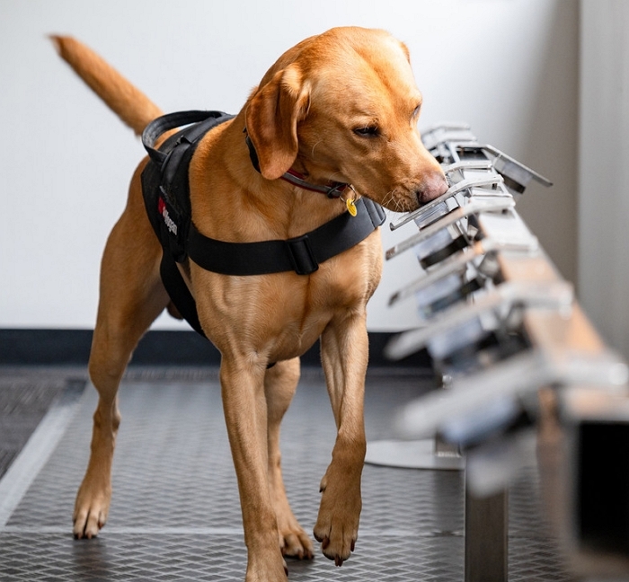 [사진2] 뉴질랜드 난소암 탐지견 (출처 K9MD).jpg